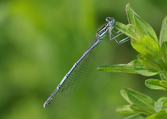 White-legged Damselfly Platycnemis pennipes