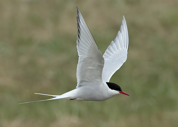 Arctic Tern Sterna paradisaea
