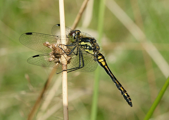 Black Darter Sympetrum danae