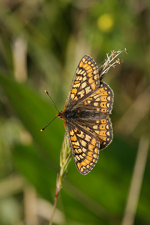 Marsh Fritillary Euphydryas aurinia