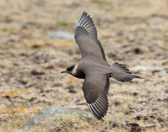 Arctic Skua Stercorarius parasiticus