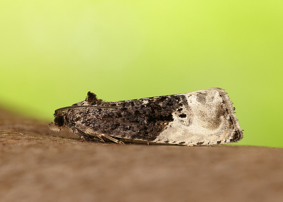 49.156 BF1083 Marbled Orchard Tortrix Hedya nubiferana
