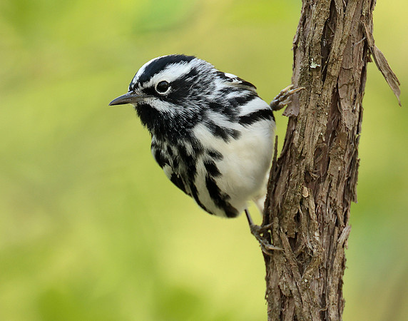 Black & White Warbler Mniotilta varia