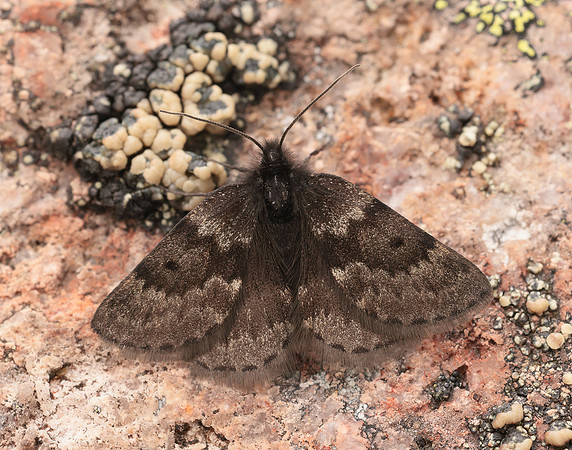 70.289 BF1965 Black Mountain Moth Glacies coracina
