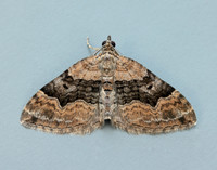 70.055 BF1726 Large Twin-spot Carpet Xanthorhoe quadrifasiata