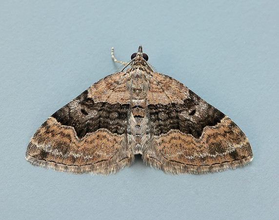 70.055 BF1726 Large Twin-spot Carpet Xanthorhoe quadrifasiata