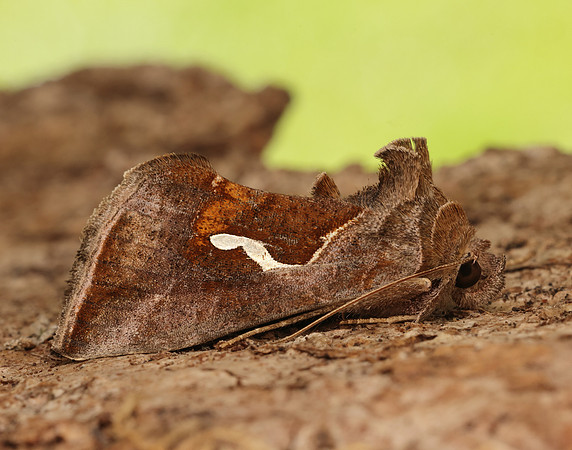 73.010 BF2436 Dewick's Plusia Macdunnoughia confusa