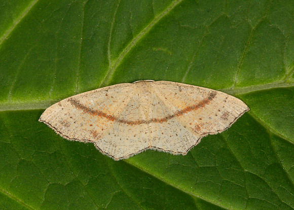 70.036 BF1680 Maidens Blush Cyclophora punctaria