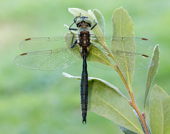 Northern Emerald Somatochlora arctica