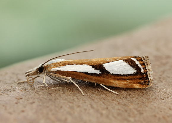63.096 BF1310 Catoptria permutatellus