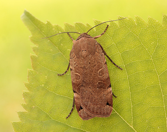 73.344 BF2108 Lunar Yellow Underwing Noctua orbona