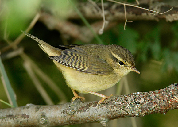 Radde's Warbler Phylloscopus schwarzi