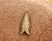 63.120 BF1328 Schoenobius gigantella