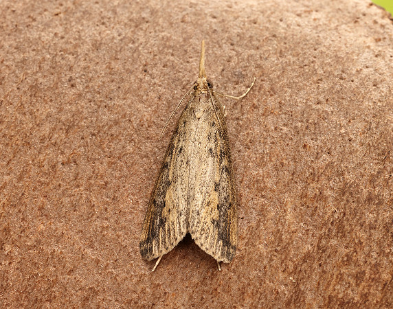 63.120 BF1328 Schoenobius gigantella