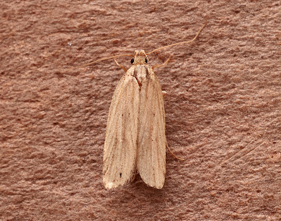32.039 BF670 Depressaria daucella