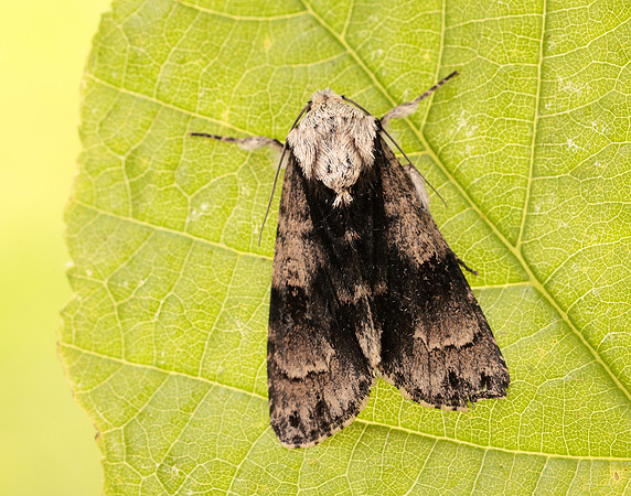 73.036 BF2281 Alder Moth Acronicta alni
