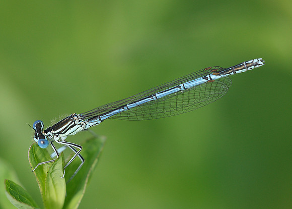 White-legged Damselfly Platycnemis pennipes