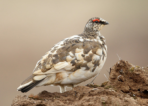Ptarmigan Lagopus mutus
