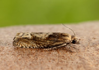 49.266 BF1200 Eucosma hohenwartiana