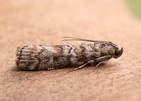 62.028 BF1454 Dioryctria abietella