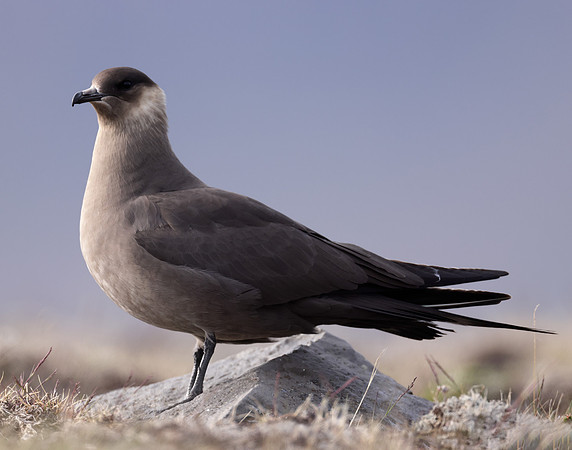 Arctic Skua Stercorarius parasiticus