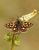Chequered Skipper Carterocephalus palaemon