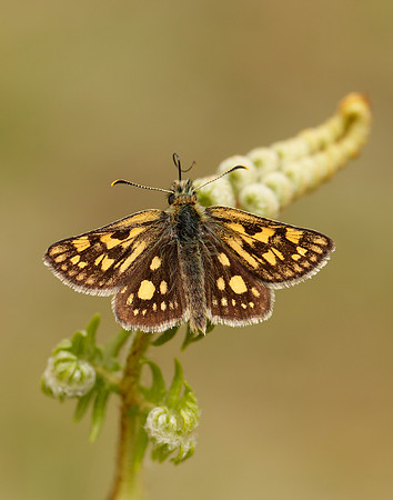 Chequered Skipper Carterocephalus palaemon