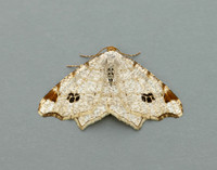 70.211 BF1889 Peacock Moth Macaria notata