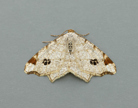 70.211 BF1889 Peacock Moth Macaria notata