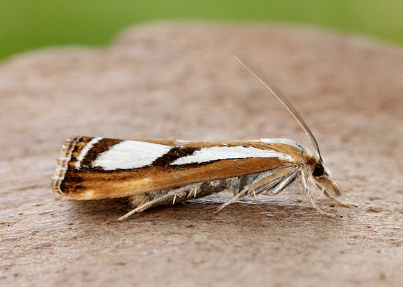 63.096 BF1310 Catoptria permutatellus