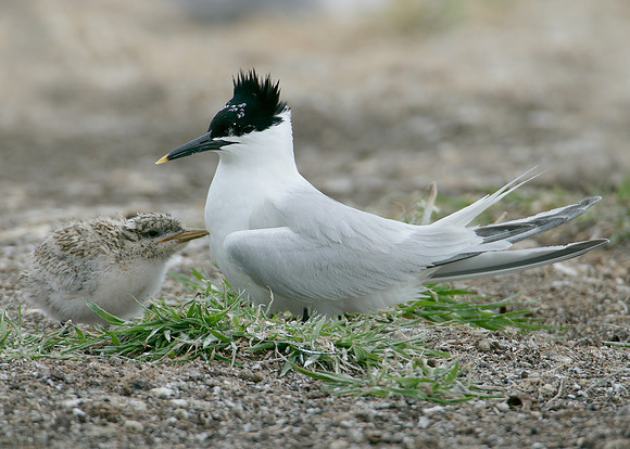Sandwich Tern Sterna sandvicensis
