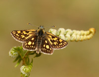 Chequered Skipper Carterocephalus palaemon