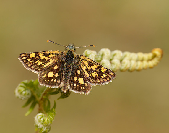 Chequered Skipper Carterocephalus palaemon