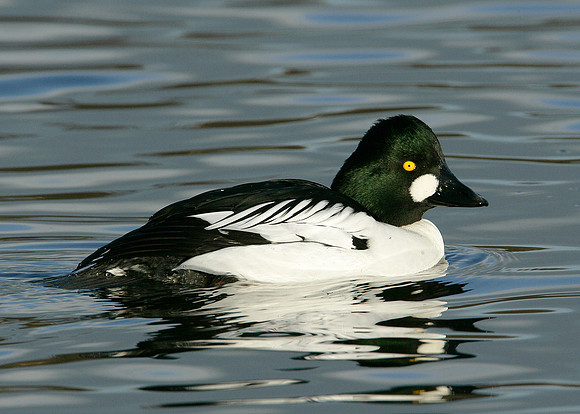 Goldeneye Bucephala clangula