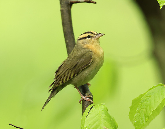 Worm-eating Warbler Helmitheros vermivorum