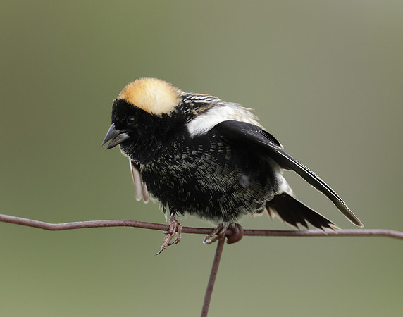 Bobolink Dolichonyx oryzivorus