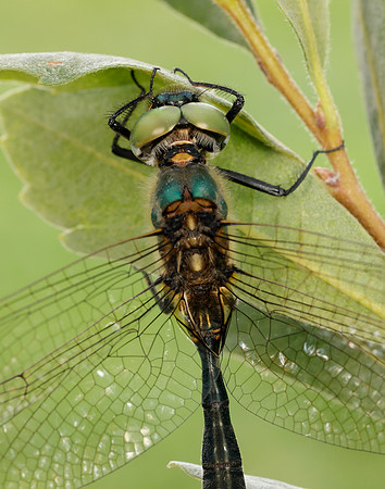Northern Emerald Somatochlora arctica