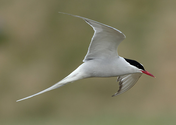 Arctic Tern Sterna paradisaea