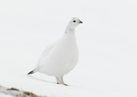 Ptarmigan Lagopus mutus