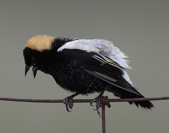 Bobolink Dolichonyx oryzivorus
