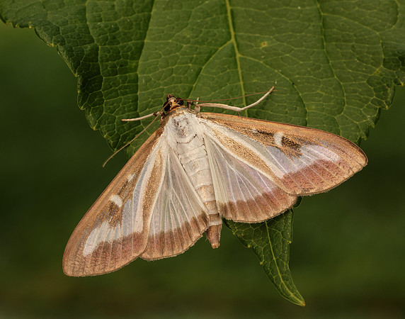 63.054 BF1409a Box-tree Moth Cydalima perspectalis