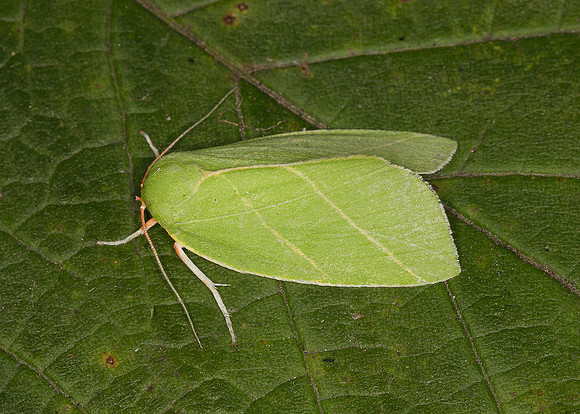 74.007 BF2421 Scarce Silver-lines Bena bicolorana