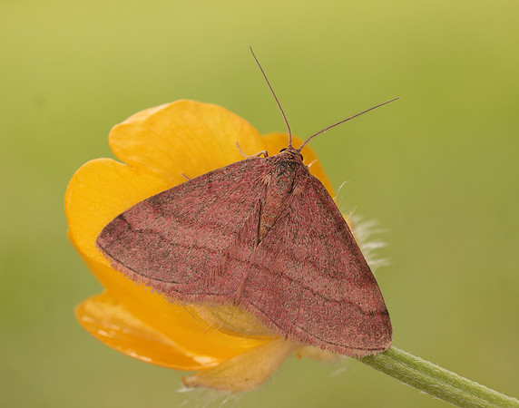 70.022 BF1688 Tawny Wave Scopula rubiginata