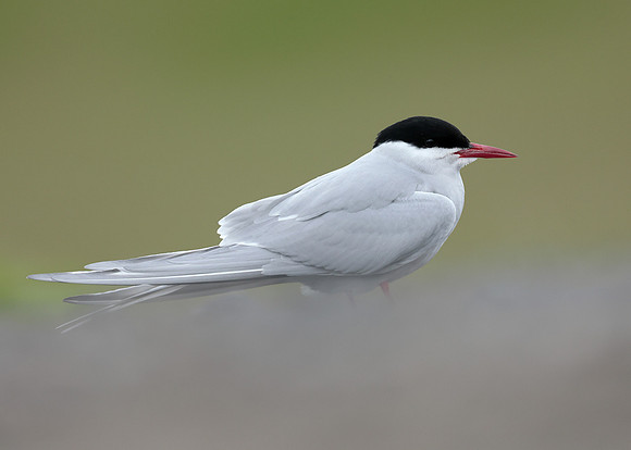 Arctic Tern Sterna paradisaea
