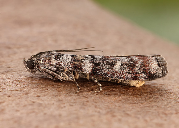 62.028 BF1454 Dioryctria abietella