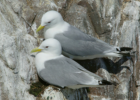 Kittiwake Rissa tridactyla