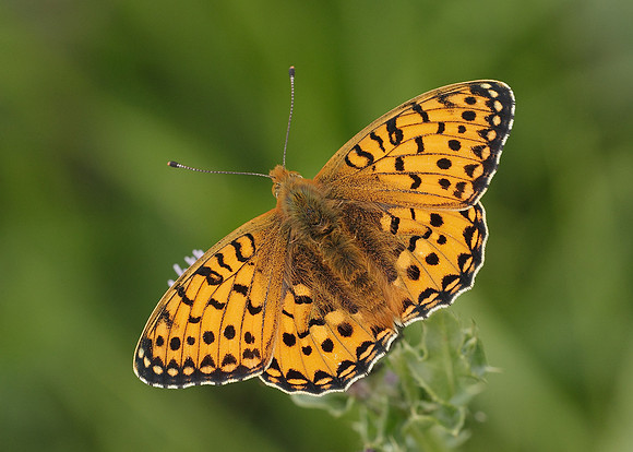 Dark Green fritillary Argynnis aglaja