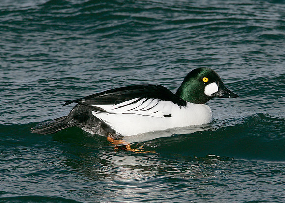Goldeneye Bucephala clangula