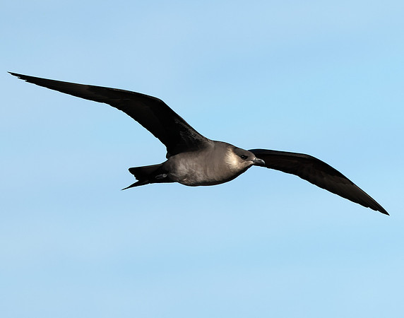 Arctic Skua Stercorarius parasiticus