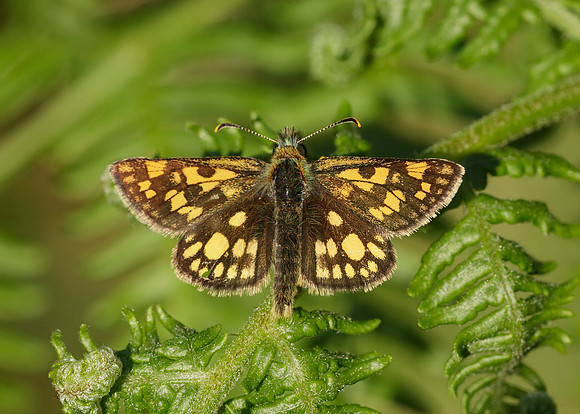 Chequered Skipper Carterocephalus palaemon